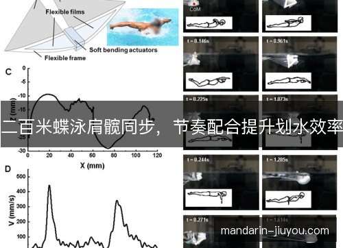 二百米蝶泳肩髋同步，节奏配合提升划水效率